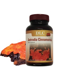 Nấm ngưu chương chi - Hỗ trợ thải độc gan, thận