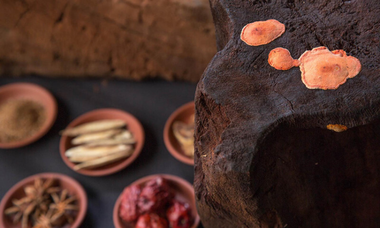 NẤM NGƯU CHƯƠNG CHI VÀ TÁC DỤNG KHÔNG NGỜ