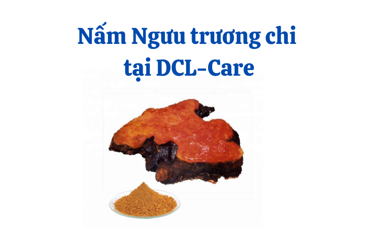Giá bán nấm ngưu trương chi và cách bảo quản