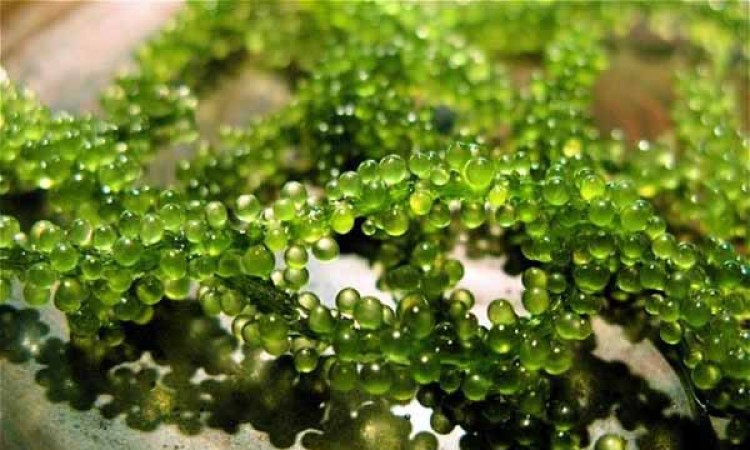 TÌM HIỂU VỀ TẢO SPIRULINA VÀ NHỮNG CÔNG DỤNG ĐẶC BIỆT CỦA CHÚNG