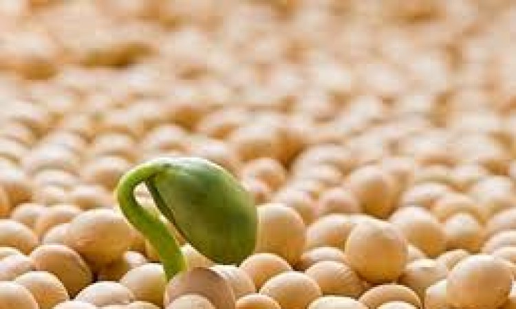 TÁC DỤNG CỦA HẠT BÍ NGÔ VÀ SẢN PHẨM VIÊN UỐNG HẠT BÍ NGÔ TẠI DLC