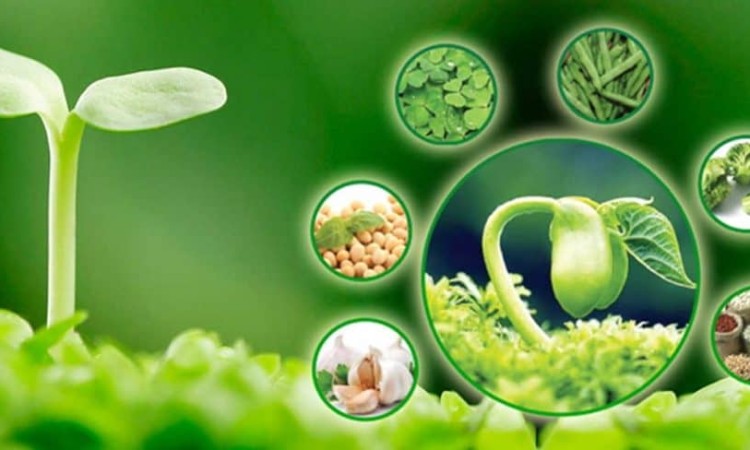 TÁC DỤNG CỦA TINH CHẤT MẦM ĐẬU NÀNH VÀ SẢN PHẨM TINH CHẤT MẦM ĐẬU NÀNH TẠI DLC