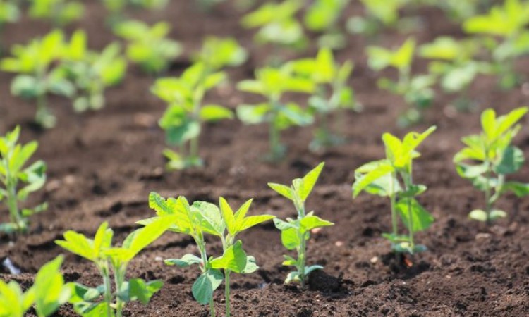 ĐỐI TƯỢNG SỬ DỤNG NHỮNG LƯU Ý KHI SỬ DỤNG MẦM ĐẬU NÀNH 