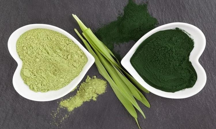 Thành phần của tảo xoắn Spirulina gồm những gì? 