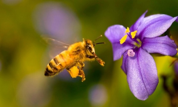 Những tác dụng không ngờ của kẹo ong xanh Brazil đem lại