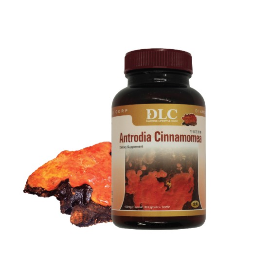 Nấm ngưu chương chi - Khắc tinh của bệnh Gan – Thần hộ mệnh của bệnh nhân Ung thư - Cứu tinh của người bệnh Tiểu đường 