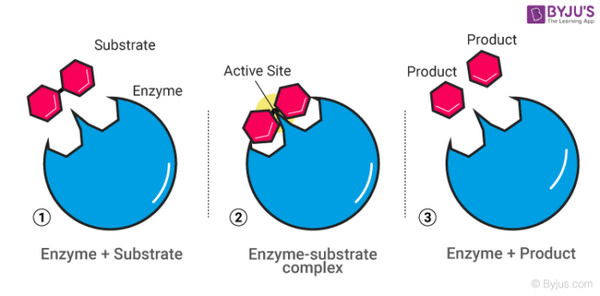 Tác dụng của Enzyme là gì? Những điều bạn cần biết về Enzyme