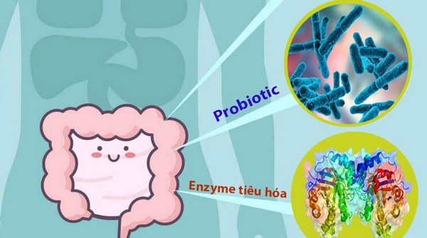 Những điều bạn cần biết về Enzyme tiêu hóa